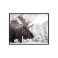 Picture of Elliot, the moose _GroupedProduct_Rectangle_Landscape_Photography _GroupedProduct_Rectangle_Landscape_Canvas_Framed_