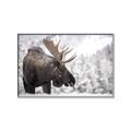 Picture of Elliot, the moose _GroupedProduct_Rectangle_Landscape_Photography _GroupedProduct_Rectangle_Landscape_Canvas_Framed_