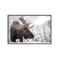 Picture of Elliot, the moose _GroupedProduct_Rectangle_Landscape_Photography _GroupedProduct_Rectangle_Landscape_Canvas_Framed_