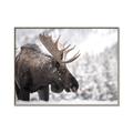 Picture of Elliot, the moose _GroupedProduct_Rectangle_Landscape_Photography _GroupedProduct_Rectangle_Landscape_Canvas_Framed_