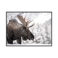 Picture of Elliot, the moose _GroupedProduct_Rectangle_Landscape_Photography _GroupedProduct_Rectangle_Landscape_Canvas_Framed_