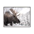 Picture of Elliot, the moose _GroupedProduct_Rectangle_Landscape_Photography _GroupedProduct_Rectangle_Landscape_Canvas_Framed_