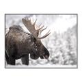 Picture of Elliot, the moose _GroupedProduct_Rectangle_Landscape_Photography _GroupedProduct_Rectangle_Landscape_Canvas_Framed_