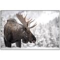 Picture of Elliot, the moose _GroupedProduct_Rectangle_Landscape_Photography _GroupedProduct_Rectangle_Landscape_Canvas_Framed_