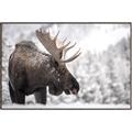 Picture of Elliot, the moose _GroupedProduct_Rectangle_Landscape_Photography _GroupedProduct_Rectangle_Landscape_Canvas_Framed_