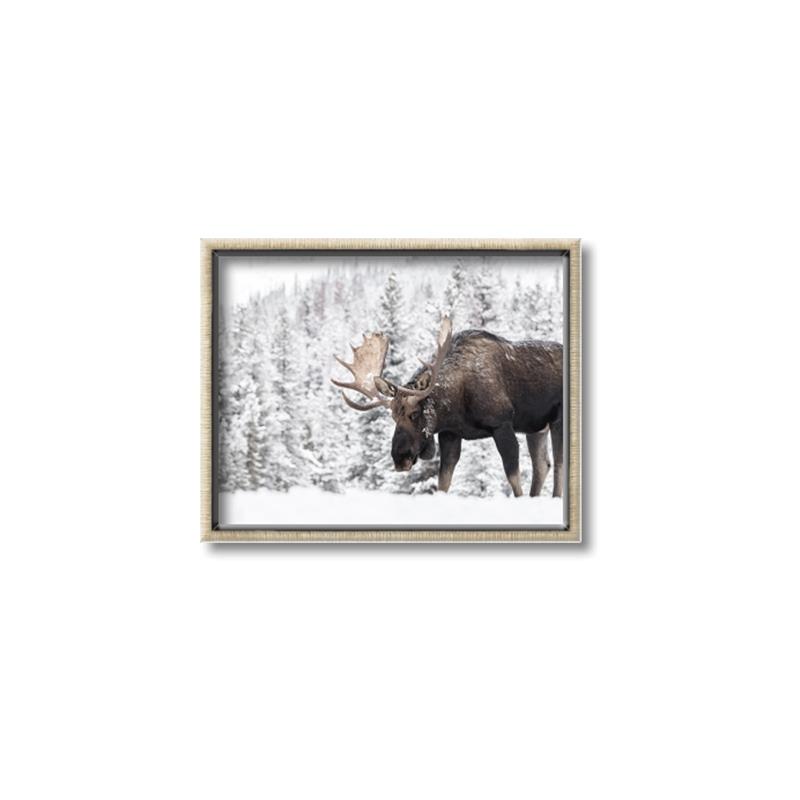 Picture of Winter Moose _GroupedProduct_Rectangle_Landscape_Photography _GroupedProduct_Rectangle_Landscape_Canvas_Framed_