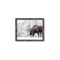 Picture of Winter Moose _GroupedProduct_Rectangle_Landscape_Photography _GroupedProduct_Rectangle_Landscape_Canvas_Framed_