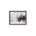 Picture of Winter Moose _GroupedProduct_Rectangle_Landscape_Photography _GroupedProduct_Rectangle_Landscape_Canvas_Framed_