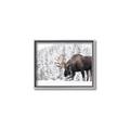 Picture of Winter Moose _GroupedProduct_Rectangle_Landscape_Photography _GroupedProduct_Rectangle_Landscape_Canvas_Framed_