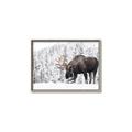 Picture of Winter Moose _GroupedProduct_Rectangle_Landscape_Photography _GroupedProduct_Rectangle_Landscape_Canvas_Framed_