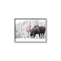Picture of Winter Moose _GroupedProduct_Rectangle_Landscape_Photography _GroupedProduct_Rectangle_Landscape_Canvas_Framed_