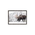 Picture of Winter Moose _GroupedProduct_Rectangle_Landscape_Photography _GroupedProduct_Rectangle_Landscape_Canvas_Framed_