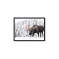 Picture of Winter Moose _GroupedProduct_Rectangle_Landscape_Photography _GroupedProduct_Rectangle_Landscape_Canvas_Framed_