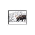 Picture of Winter Moose _GroupedProduct_Rectangle_Landscape_Photography _GroupedProduct_Rectangle_Landscape_Canvas_Framed_