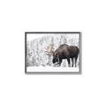 Picture of Winter Moose _GroupedProduct_Rectangle_Landscape_Photography _GroupedProduct_Rectangle_Landscape_Canvas_Framed_