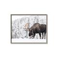 Picture of Winter Moose _GroupedProduct_Rectangle_Landscape_Photography _GroupedProduct_Rectangle_Landscape_Canvas_Framed_