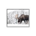 Picture of Winter Moose _GroupedProduct_Rectangle_Landscape_Photography _GroupedProduct_Rectangle_Landscape_Canvas_Framed_