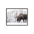 Picture of Winter Moose _GroupedProduct_Rectangle_Landscape_Photography _GroupedProduct_Rectangle_Landscape_Canvas_Framed_