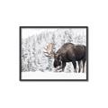 Picture of Winter Moose _GroupedProduct_Rectangle_Landscape_Photography _GroupedProduct_Rectangle_Landscape_Canvas_Framed_