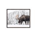 Picture of Winter Moose _GroupedProduct_Rectangle_Landscape_Photography _GroupedProduct_Rectangle_Landscape_Canvas_Framed_