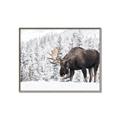 Picture of Winter Moose _GroupedProduct_Rectangle_Landscape_Photography _GroupedProduct_Rectangle_Landscape_Canvas_Framed_