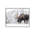 Picture of Winter Moose _GroupedProduct_Rectangle_Landscape_Photography _GroupedProduct_Rectangle_Landscape_Canvas_Framed_