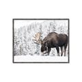 Picture of Winter Moose _GroupedProduct_Rectangle_Landscape_Photography _GroupedProduct_Rectangle_Landscape_Canvas_Framed_