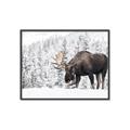 Picture of Winter Moose _GroupedProduct_Rectangle_Landscape_Photography _GroupedProduct_Rectangle_Landscape_Canvas_Framed_