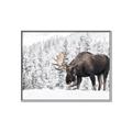 Picture of Winter Moose _GroupedProduct_Rectangle_Landscape_Photography _GroupedProduct_Rectangle_Landscape_Canvas_Framed_