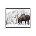 Picture of Winter Moose _GroupedProduct_Rectangle_Landscape_Photography _GroupedProduct_Rectangle_Landscape_Canvas_Framed_