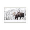 Picture of Winter Moose _GroupedProduct_Rectangle_Landscape_Photography _GroupedProduct_Rectangle_Landscape_Canvas_Framed_