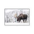 Picture of Winter Moose _GroupedProduct_Rectangle_Landscape_Photography _GroupedProduct_Rectangle_Landscape_Canvas_Framed_