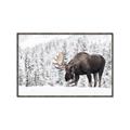 Picture of Winter Moose _GroupedProduct_Rectangle_Landscape_Photography _GroupedProduct_Rectangle_Landscape_Canvas_Framed_