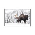 Picture of Winter Moose _GroupedProduct_Rectangle_Landscape_Photography _GroupedProduct_Rectangle_Landscape_Canvas_Framed_