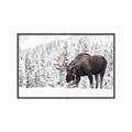 Picture of Winter Moose _GroupedProduct_Rectangle_Landscape_Photography _GroupedProduct_Rectangle_Landscape_Canvas_Framed_