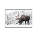 Picture of Winter Moose _GroupedProduct_Rectangle_Landscape_Photography _GroupedProduct_Rectangle_Landscape_Canvas_Framed_