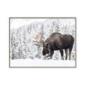 Picture of Winter Moose _GroupedProduct_Rectangle_Landscape_Photography _GroupedProduct_Rectangle_Landscape_Canvas_Framed_