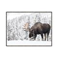 Picture of Winter Moose _GroupedProduct_Rectangle_Landscape_Photography _GroupedProduct_Rectangle_Landscape_Canvas_Framed_