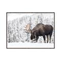 Picture of Winter Moose _GroupedProduct_Rectangle_Landscape_Photography _GroupedProduct_Rectangle_Landscape_Canvas_Framed_