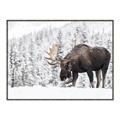 Picture of Winter Moose _GroupedProduct_Rectangle_Landscape_Photography _GroupedProduct_Rectangle_Landscape_Canvas_Framed_