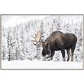 Picture of Winter Moose _GroupedProduct_Rectangle_Landscape_Photography _GroupedProduct_Rectangle_Landscape_Canvas_Framed_