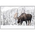 Picture of Winter Moose _GroupedProduct_Rectangle_Landscape_Photography _GroupedProduct_Rectangle_Landscape_Canvas_Framed_