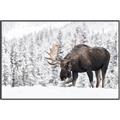 Picture of Winter Moose _GroupedProduct_Rectangle_Landscape_Photography _GroupedProduct_Rectangle_Landscape_Canvas_Framed_