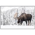 Picture of Winter Moose _GroupedProduct_Rectangle_Landscape_Photography _GroupedProduct_Rectangle_Landscape_Canvas_Framed_