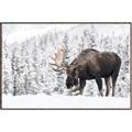 Picture of Winter Moose _GroupedProduct_Rectangle_Landscape_Photography _GroupedProduct_Rectangle_Landscape_Canvas_Framed_