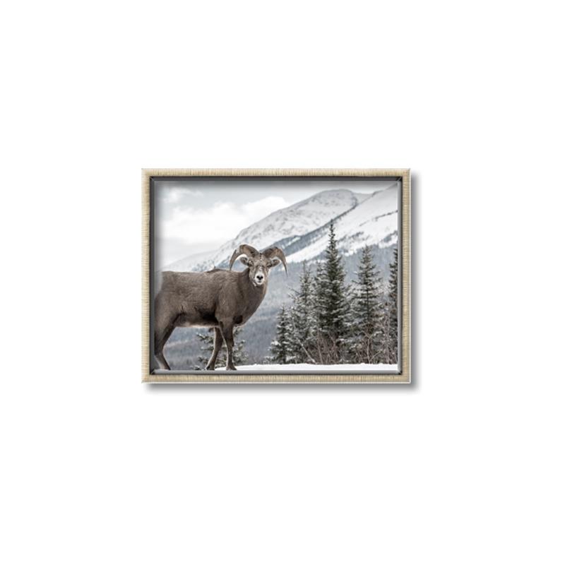 Picture of Staring Back _GroupedProduct_Rectangle_Landscape_Photography _GroupedProduct_Rectangle_Landscape_Canvas_Framed_