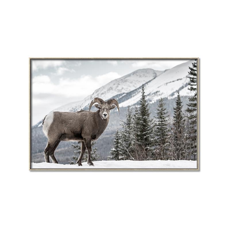 Picture of Staring Back _GroupedProduct_Rectangle_Landscape_Photography _GroupedProduct_Rectangle_Landscape_Canvas_Framed_