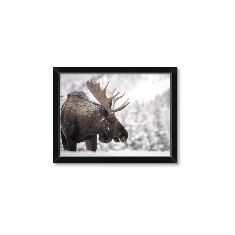 Picture of Elliot, the moose _GroupedProduct_Rectangle_Landscape_Photography _GroupedProduct_Rectangle_Landscape_Framed_Matted_