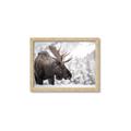 Picture of Elliot, the moose _GroupedProduct_Rectangle_Landscape_Photography _GroupedProduct_Rectangle_Landscape_Framed_Matted_