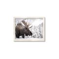 Picture of Elliot, the moose _GroupedProduct_Rectangle_Landscape_Photography _GroupedProduct_Rectangle_Landscape_Framed_Matted_
